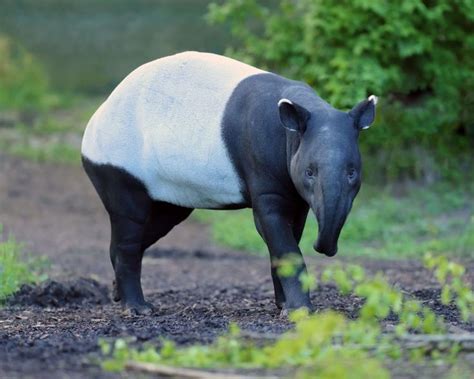 Malayan Tapir - Facts, Diet, Habitat & Pictures on Animalia.bio in 2022 ...