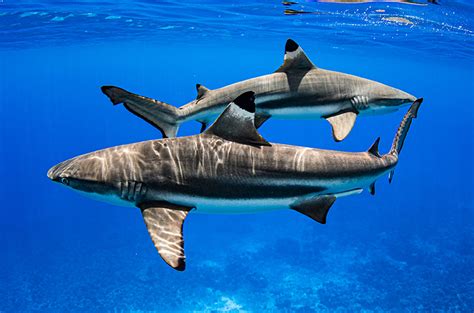 International body likely to protect many shark and ray species ...