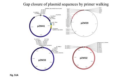 (PDF) Complete genome sequence and the expression pattern of plasmids ...