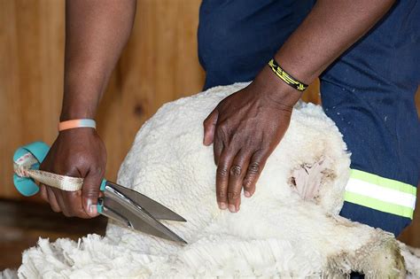 Hand Shearing Of Merino Sheep Photograph By Tony Camacho Science Photo