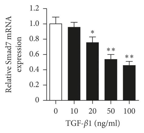 Activation of Smad proteins by TGF β1 in vitro a Representative