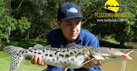 Pesqueiro Girassol Fishing News Uma Pescaria De Inverno Ao N Vel