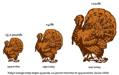 Best 30 Turkey Sizes For Thanksgiving Most Popular Ideas Of All Time