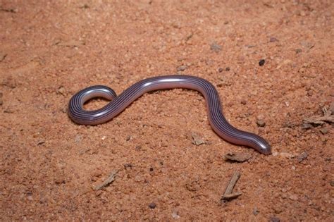 Spotted Blind Snake Snakes Of Niger INaturalist