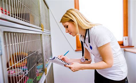 Become A Veterinary Assistant Florida State College At Jacksonville