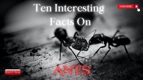 Ten Interesting Facts About Ants Facts About Ants Youtube