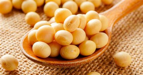 Kaya Protein 7 Manfaat Kacang Kedelai Untuk Kesehatan Tubuh Blog Rey