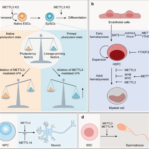 Regulation of RNA methylation in gene expression a m⁶A is