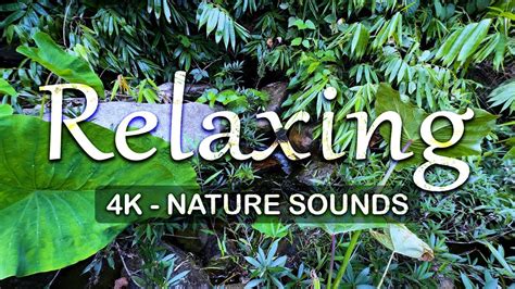 Nature Sounds For Relaxing Sleeping Studying Healing Sound Of Water