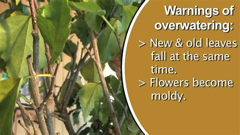 Signs Of Over Watering Plants Youtube