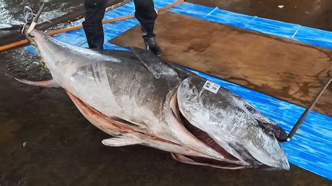 The Worlds Most Beautiful Giant Bluefin Tuna Perfect Cut Record Youtube