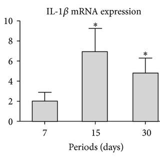 Western Blot Analysis Of SOCS3 STAT3 And P38 MAPK Protein Expression