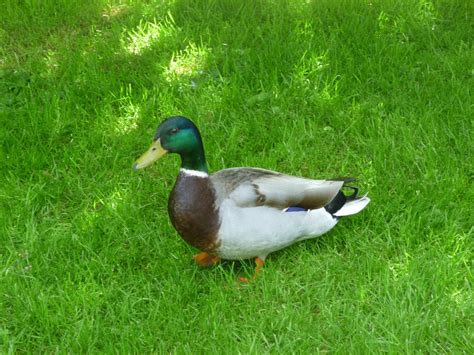 Stockente Ente Gefieder Kostenloses Foto Auf Pixabay