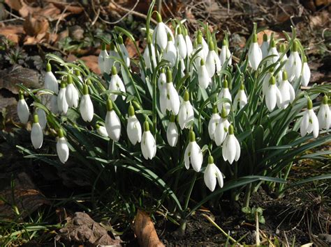 Kleines Schneeglöckchen Galanthus Nivalis