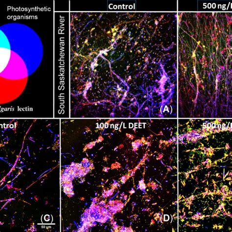 Representative Confocal Laser Scanning Microscopy Photomicrographs Of