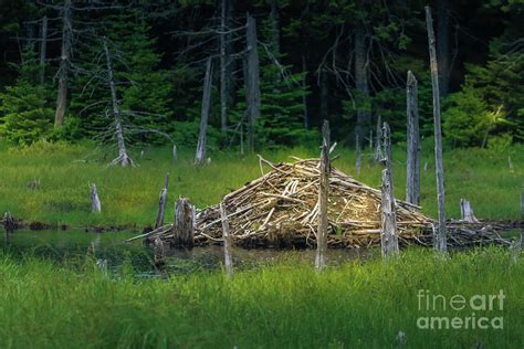 Beaver Den Photograph By Claudia M Photography