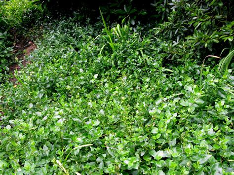 Invasive Ground Cover Identification