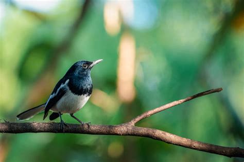 "Oriental Magpie-Robin" Images – Browse 1,873 Stock Photos, Vectors ...