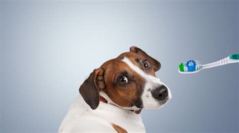 Dental Care How To Take Care Of Your Dogs Teeth Rocklin Vets