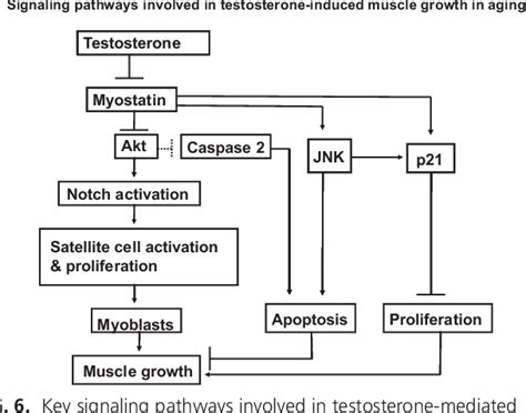 Figure 6 From Testosterone Supplementation Reverses Sarcopenia In Aging