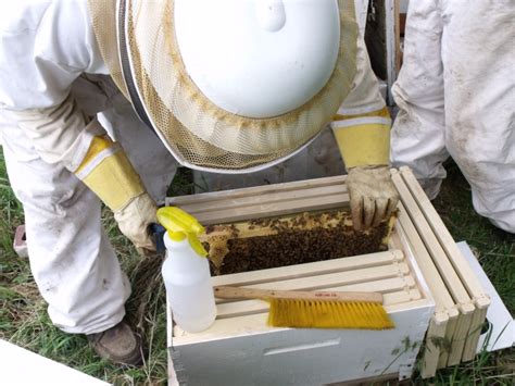 ~Nicot System Queen Rearing~ | CALLENS HONEY FARM