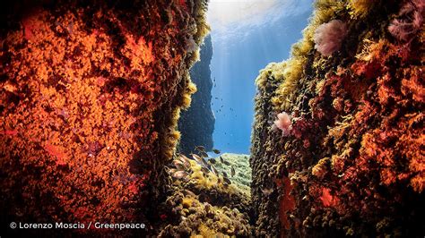 A seamount is a seamount, no matter what Sealord tells you - Greenpeace ...