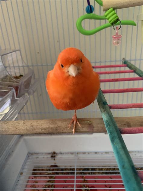 I guess she's happy🥰 : r/Canaries