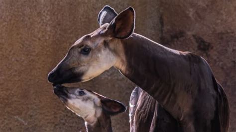 Disney's New Baby Okapi Has the Most Meaningful Name - PetHelpful