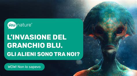 Invasione Del Granchio Blu Gli Alieni Sono Tra Noi WOWnature