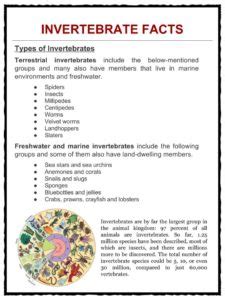 Invertebrate Facts & Worksheets | Types, Anatomy, Species Info For Kids