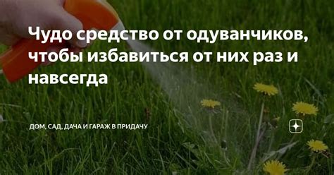 Чудо средство от одуванчиков, чтобы избавиться от них раз и навсегда ...