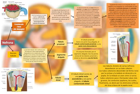 BLOG DE FISIOLOGÍA MEDICA UAS BRIANDA LÓPEZ 4 7 Nefrona