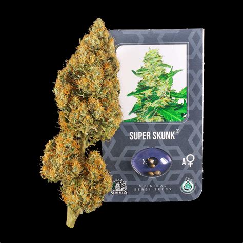 Super Skunk De Sensi Seeds Rapport De Culture Historique Sensi Seeds