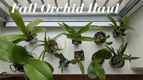 Fall Orchid Haul Orchids By Hausermann New Phalaenopsis Primary