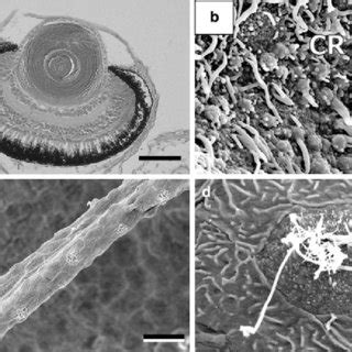 Light micrograph (a) and scanning electron micrographs (b–d) of sensory ... 