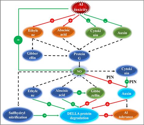 The Role Of Phytohormones And No In Al Tolerance The Arrow Indicates Download Scientific