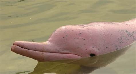 Amazon River Dolphins - Home