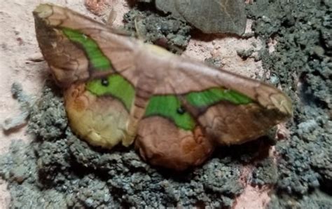 Semaeopus nisa from El Carmen de Chucurí Santander Colombia on 01 May