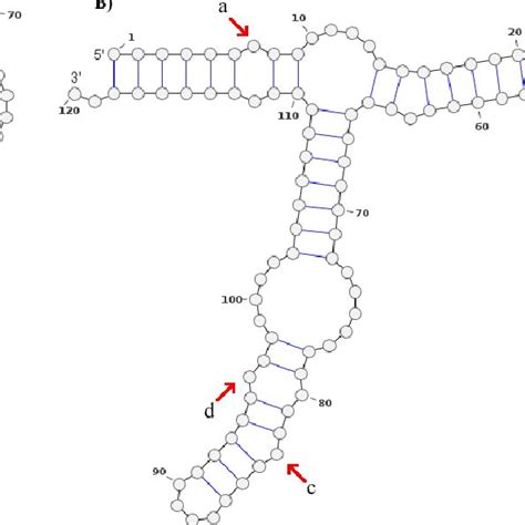 Secondary Structural Groups Of The 5s Rrna Type Ii Defined By Neighbor