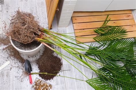 How To Repot An Indoor Palm Plant In Easy And Safe Steps