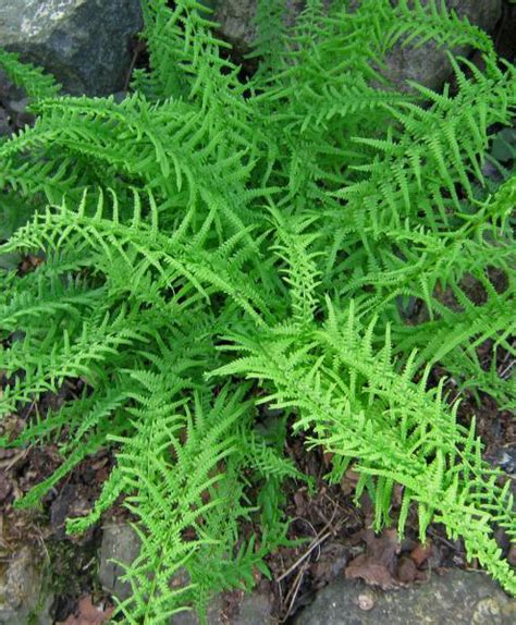 Smiths Gardens Inc Fern Profile