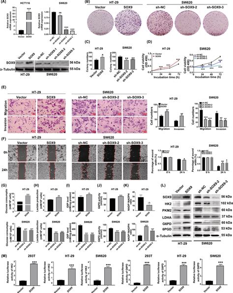 SOX9 Promotes Colon Cancer Cell Proliferation Invasion And Migration