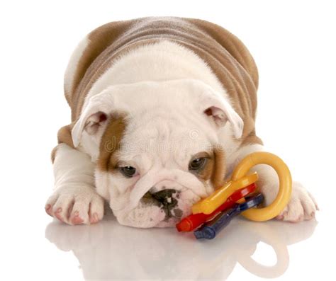 Puppy Playing With Toys Royalty Free Stock Photography - Image: 12778367