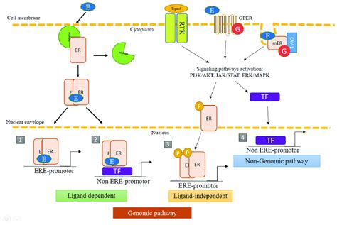 Genomic And Non Genomic Pathways Of Estrogen Receptors Ers Ers Can