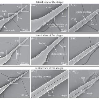 SEM of the bee stinger. A Lateral view of the stinger. (A-ii, A-iii ...