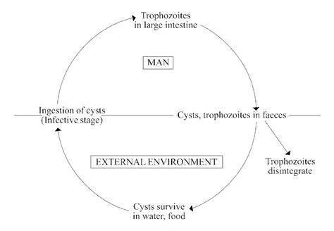 Entamoeba Coli Life Cycle