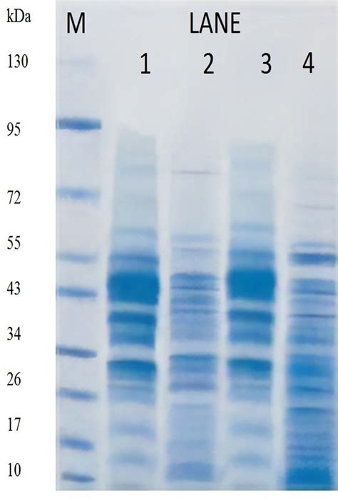 Sdspage Gel Shows Banding Pattern Of Total Lysates Extracted From