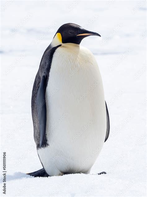 Real Emperor Penguin