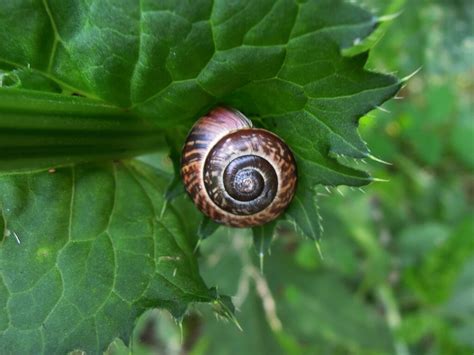 rötliche laubschnecke 17 8 2013 NGID430401013 naturgucker de