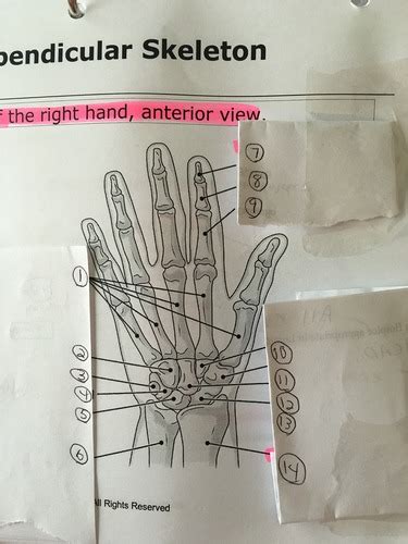 Bones Of The Right Hand Fig Flashcards Quizlet